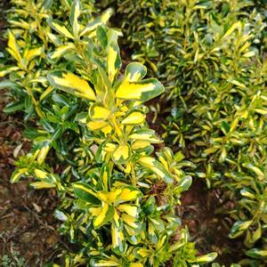 黄杨小苗彩叶植物金心黄杨庭院花园花镜植物彩叶植物地苗裸根发货