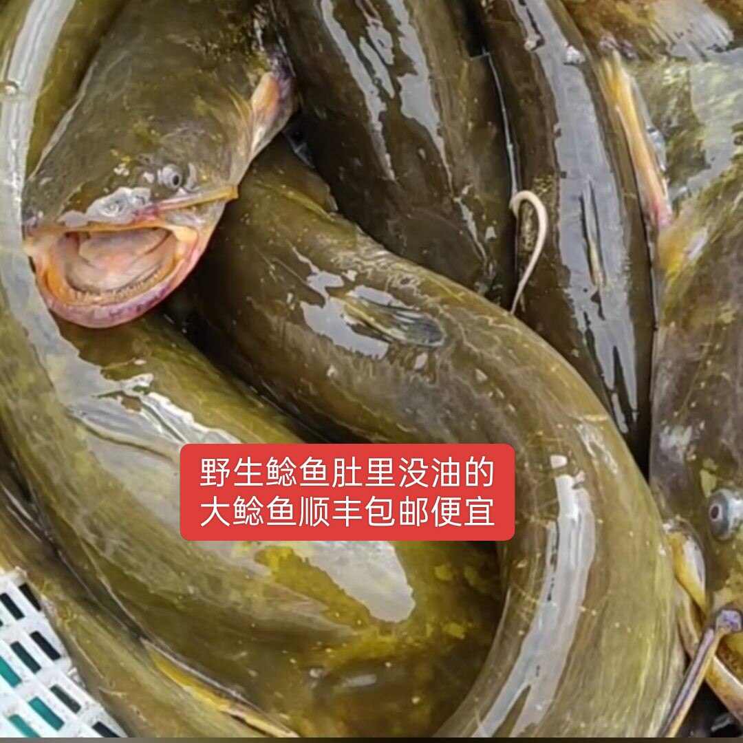 黑龙江野外生长大鲶鱼多大肚里都没油顺丰包邮嘎嘎香