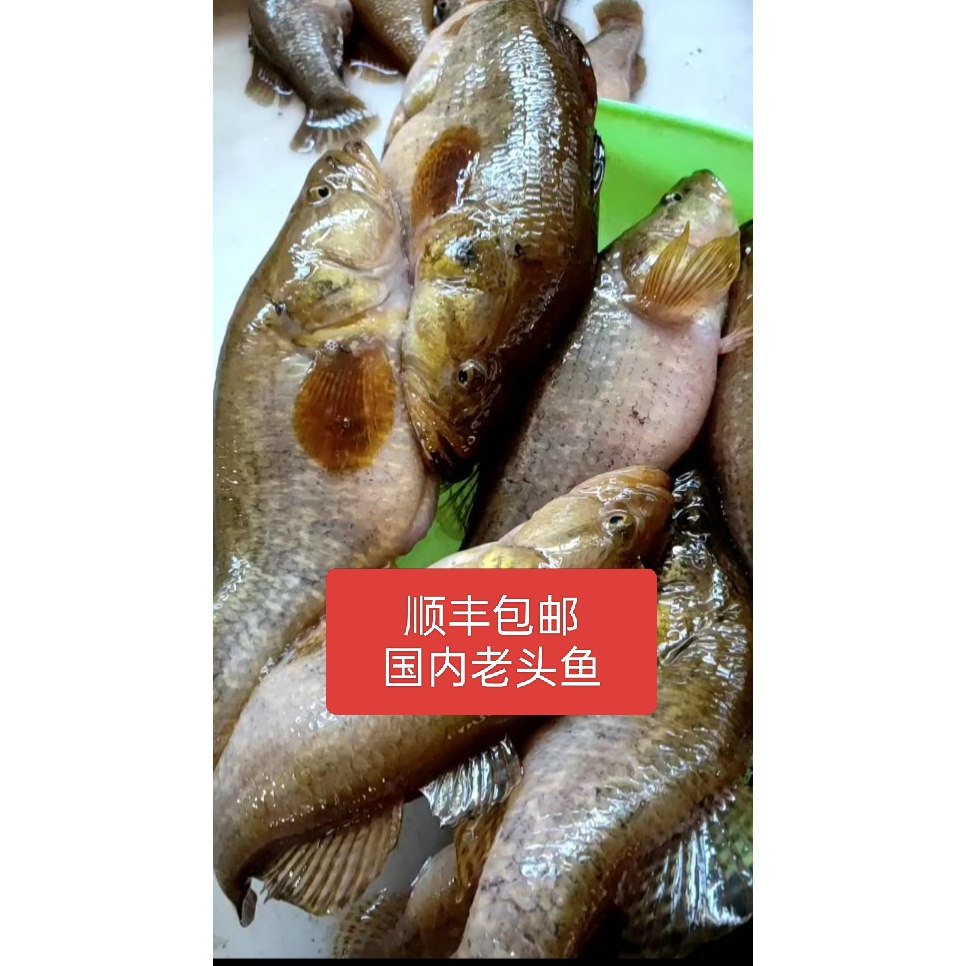 老头鱼黑龙江东北鲜活河鱼山胖头三斤包邮全国发顺丰包邮