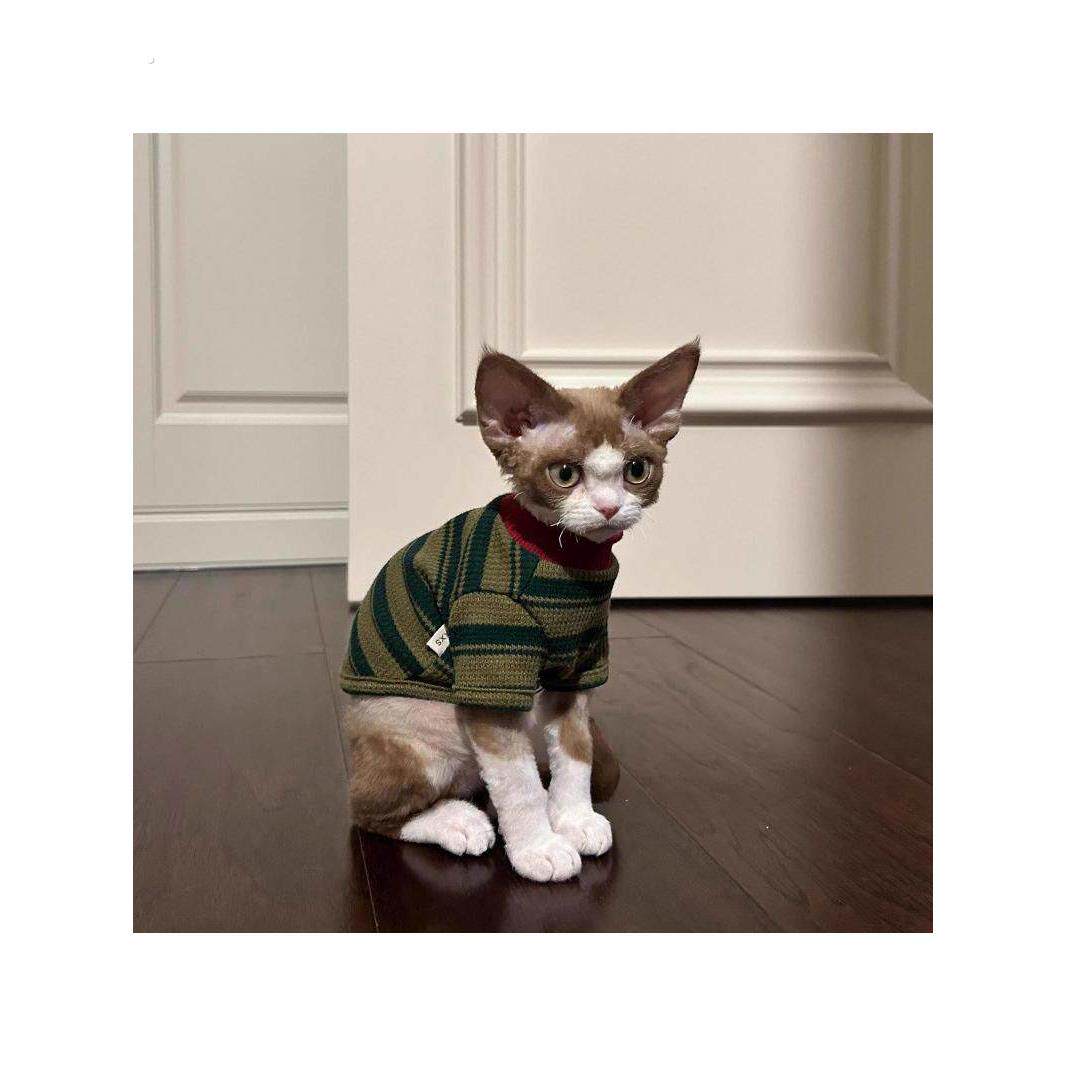 猫咪衣服春夏季2025新款条纹两脚衣可爱无毛猫蓝猫布偶猫幼猫背心