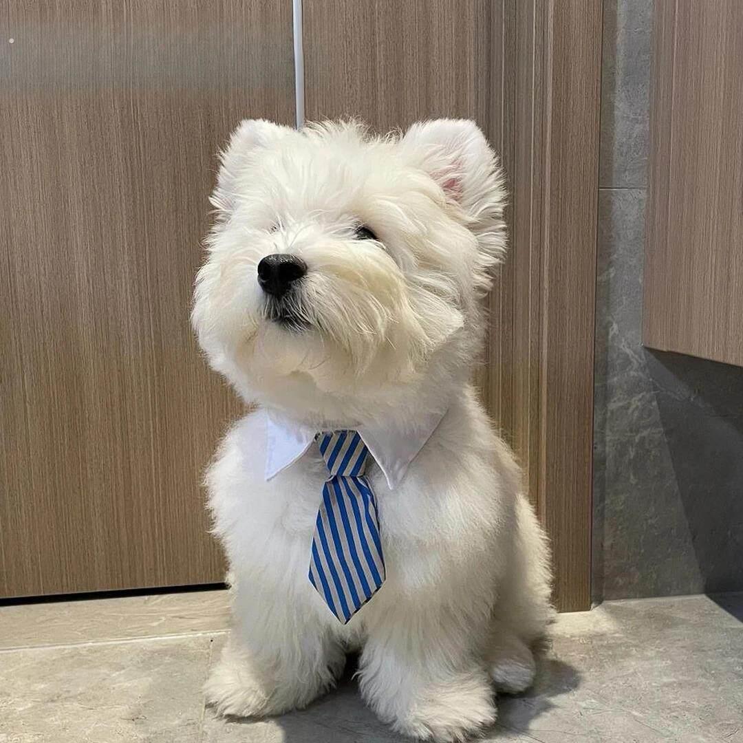 狗狗领带宠物围脖小狗口水巾围兜柴犬西高地围巾配饰猫咪领巾装饰