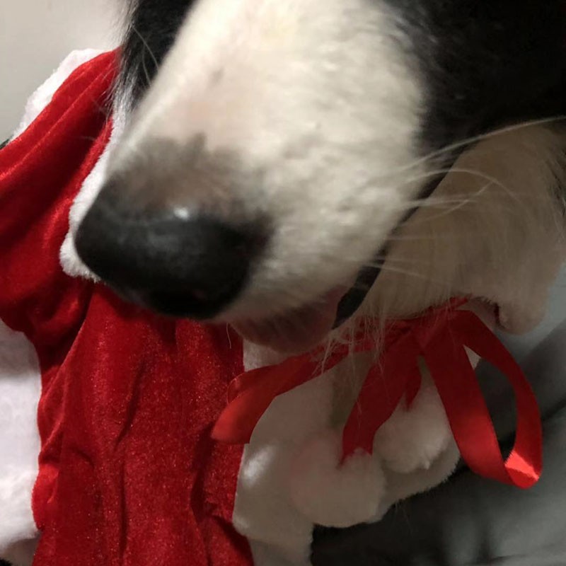 万圣节秋冬宠物圣诞披肩金毛萨摩巨贵大型犬边牧披风秋田犬狗斗篷
