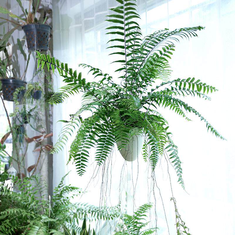 霸王蕨波斯顿蕨客厅阳台吸甲醛蕨类垂吊植物绿植盆栽吊兰长叶肾蕨