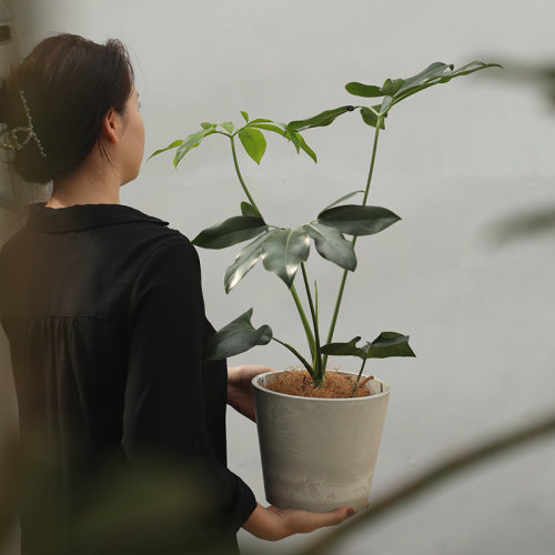印第安羽毛盆栽掌叶蔓绿绒大叶伞北欧风植物室内净化空气绿植