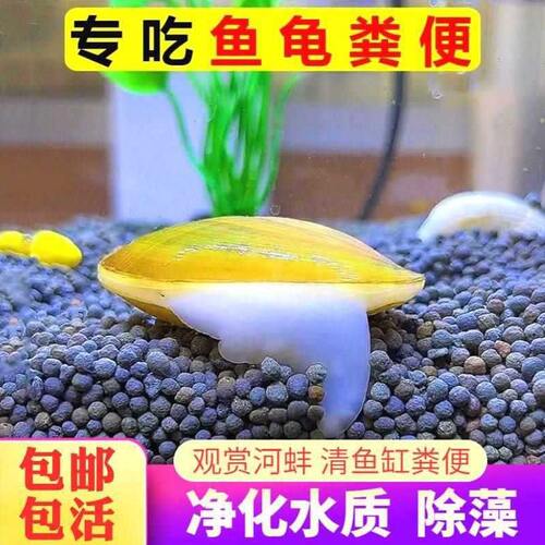 甄选黄金小河蚌专吃鱼龟粪便淡水观赏螺鱼缸净化水质鳑鲏繁殖除藻