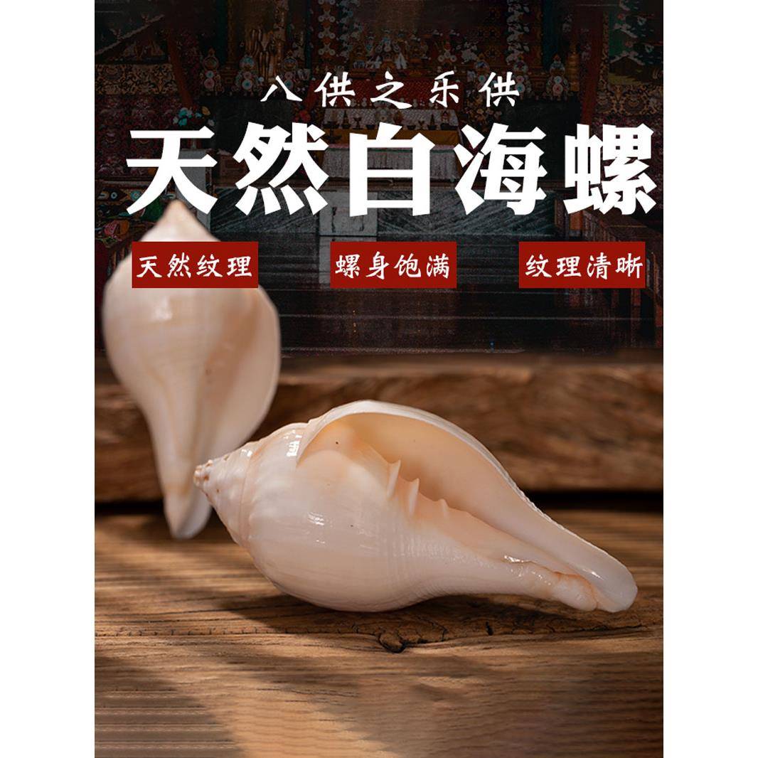 尼泊尔白海螺饰品自然右旋海螺八用品八用品集家居装饰配件饰品