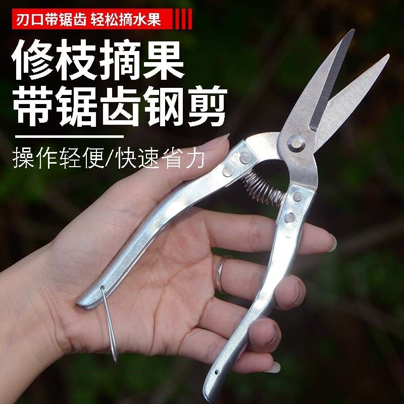园艺剪枝剪刀修枝剪不锈钢果树园林树枝盆景修剪造型专用果剪工具图片