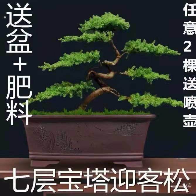 迎客松盆景真树罗汉松盆景真树四季青植物松柏盆景地柏盆景室内外