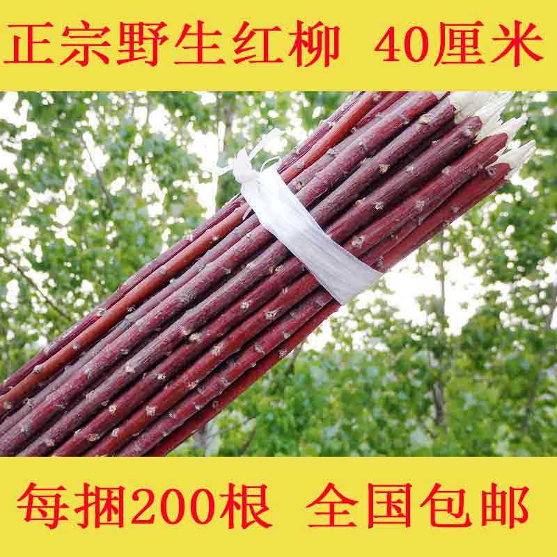 红柳签子40新c红柳木200根正宗m疆烤肉签子羊肉串签子红柳烧烤签