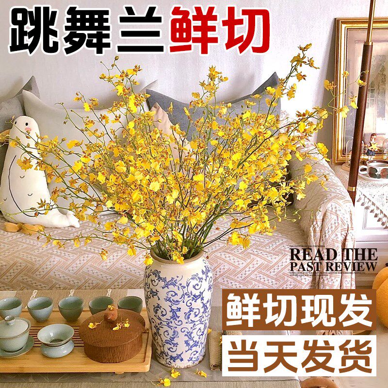 文心兰跳舞兰鲜花鲜切花水培带花苞水养插花新年花卉真花云南直发