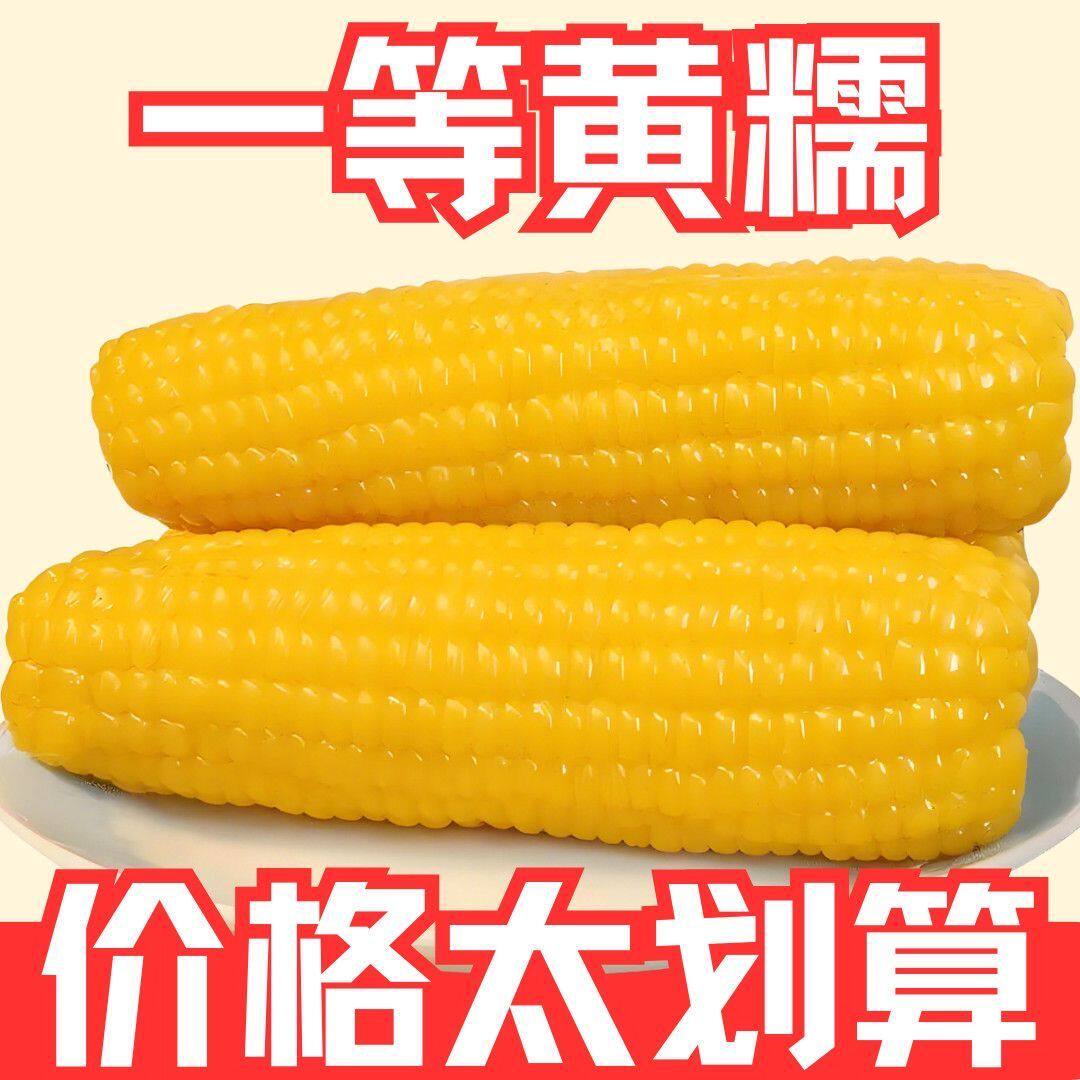 现货速发黄糯玉米甜糯玉米棒真空锁鲜代餐早餐零食东北特产