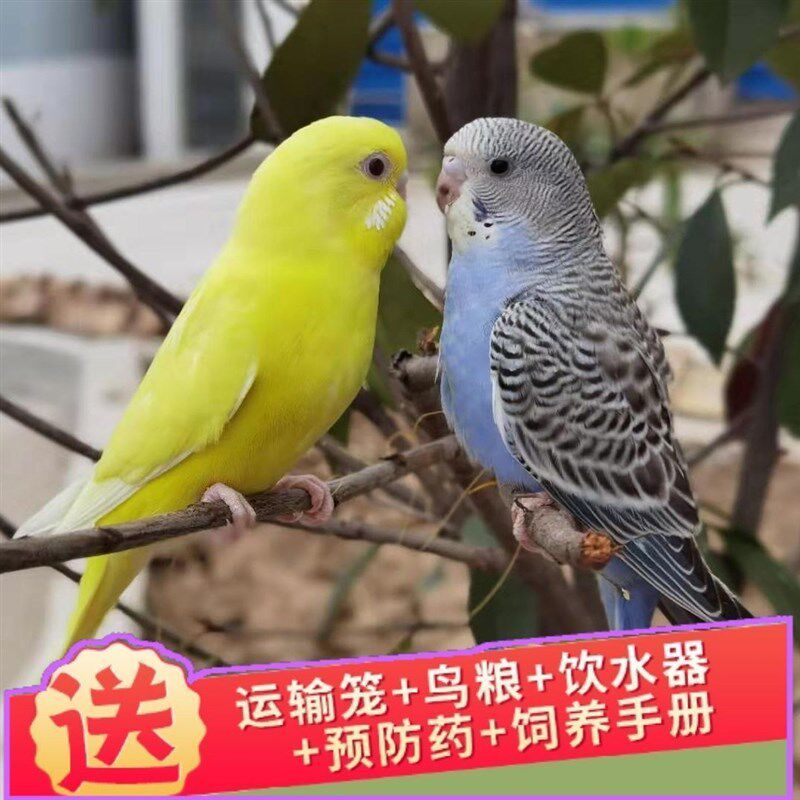 鹦鹉活鸟宠物鸟鹦鹉虎皮鹦鹉云斑鹦鹉手养小鸟会说话玄凤鹦鹉幼鸟