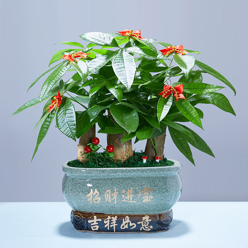 发财树盆栽树桩招财室内大型绿植开业送礼前台大号金钱树四季常青
