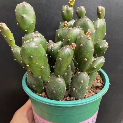 土人团扇仙人球无刺迷你可爱盆栽 奇趣造型室内多肉植物花卉适合