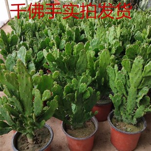 千手观音盆栽植物室内阳台绿植花卉仙人掌类千佛手多肉植物