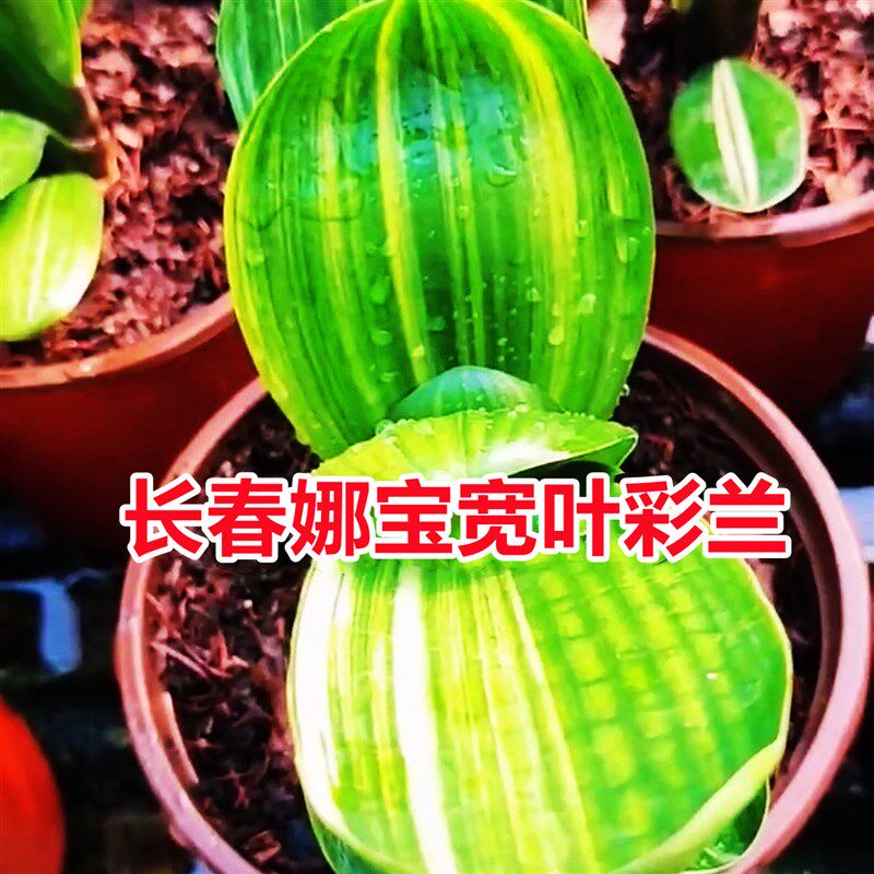 长春名贵君子兰精品宽叶彩兰王短叶金丝盆栽鸳鸯油麻彩覆轮瓷白苗