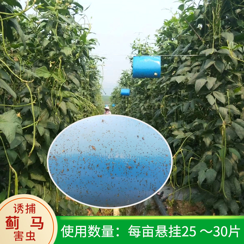 中捷四方蓟马信息素粘虫板蓝板诱虫板果树蔬菜大棚园艺家庭通用