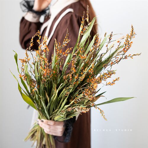 火焰兰干燥花室内装饰植物小清新插花配花配草自然风干森系民宿摆