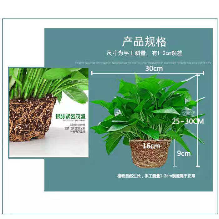 绿萝盆栽室内水培植物吸甲醛进化空气土培四季常青长藤花卉植物批