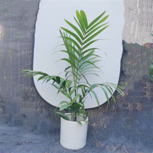 三药槟榔植物阳台庭院别墅花园热植棕榈盆栽室内客厅办公室大绿植