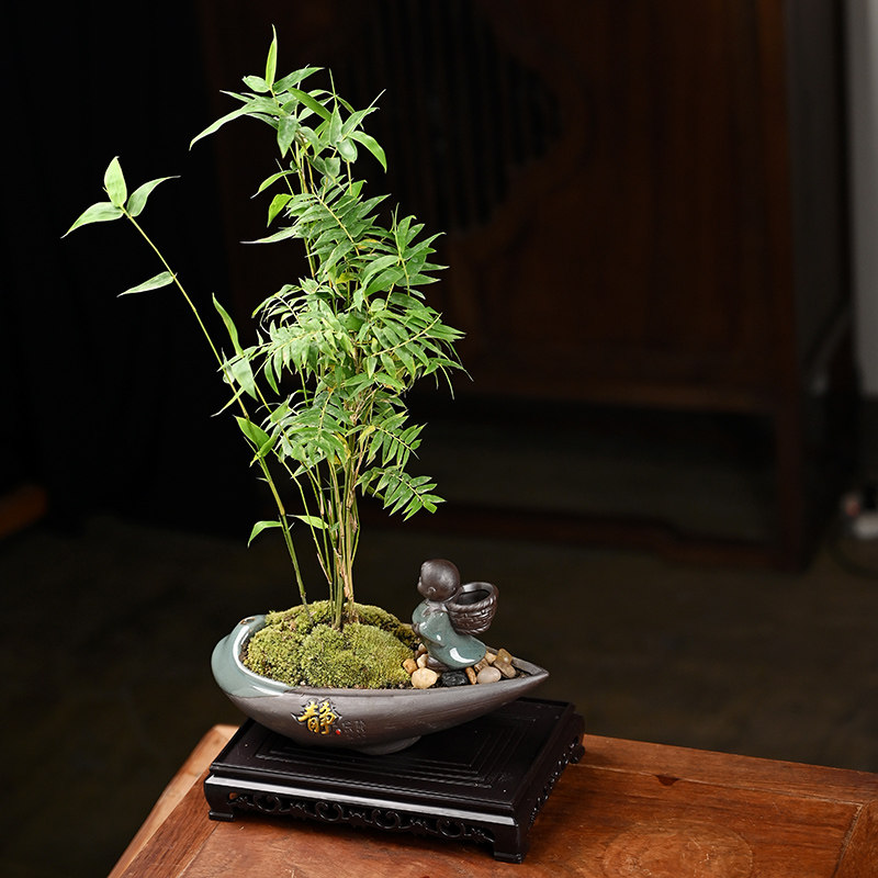 发财树米竹盆栽绿植花卉盆景组吸甲醛室内桌面好养净化空气创意