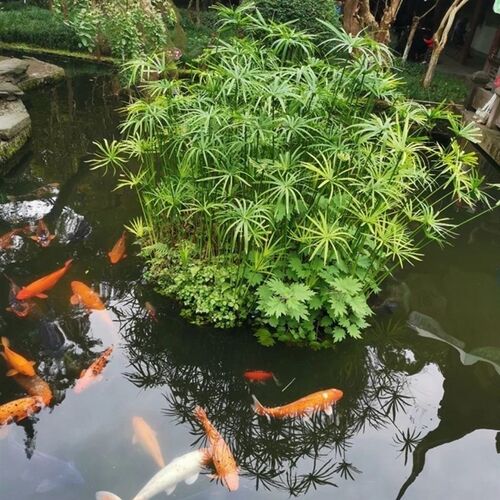 水培植物水竹鱼塘盆栽水棕竹旱伞草风车草水生鱼缸水养好养富贵竹