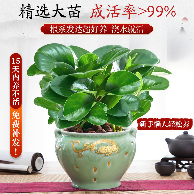 碧玉盆栽室内绿植盆景豆瓣绿去甲醛净化空气客厅桌面绿植四季常青