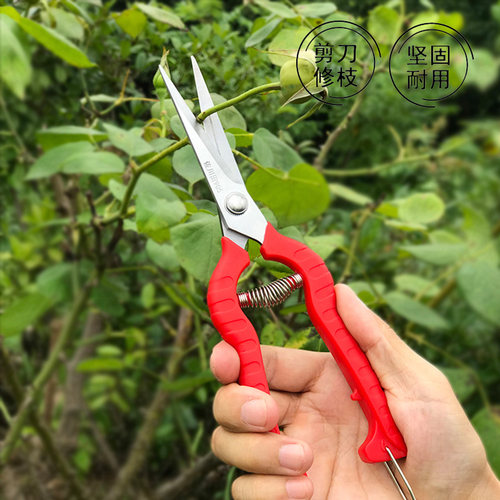 佐川田剪刀尖头树枝修枝剪花艺剪刀家用剪葡萄草莓园艺花剪加长款