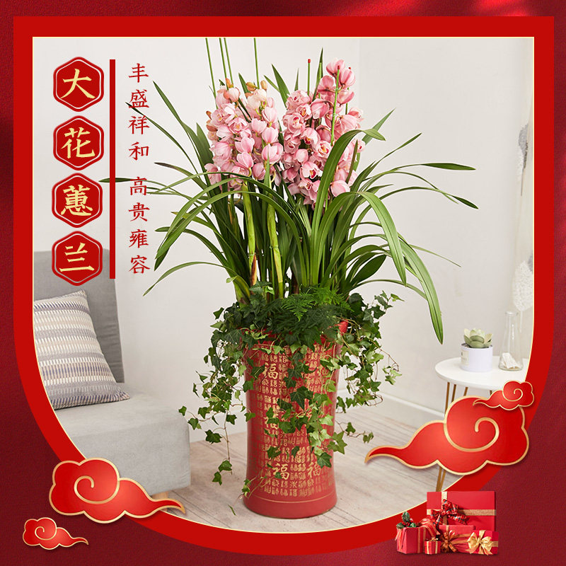 重庆年宵花 大花蕙兰带花苞盆栽室内橙色红花大型拱兰鲜花植物