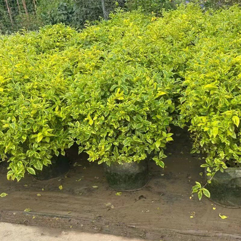 金叶假连翘球盆栽花叶假连翘栀子花球阳台花园别墅庭院绿化苗植物