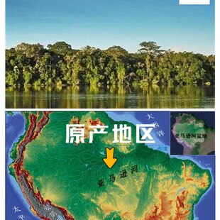 南美亚马孙红文鱼活热带鱼淡水凶猛宠物观赏鱼活苗凶猛观赏鱼包活