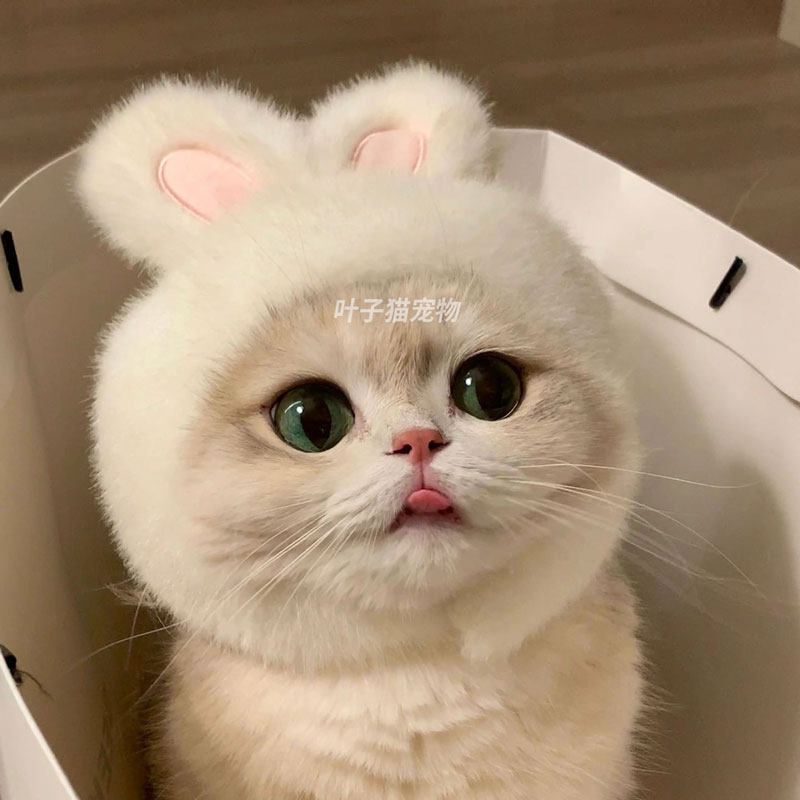 宠物兔子头套猫咪狗狗网红兔兔帽可装扮兔耳朵帽子拍照饰品