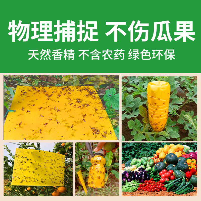 好尔德瓜果实蝇针蜂诱粘剂昆虫诱捕剂果蝇针蜂药引诱剂果蝇诱捕器图片