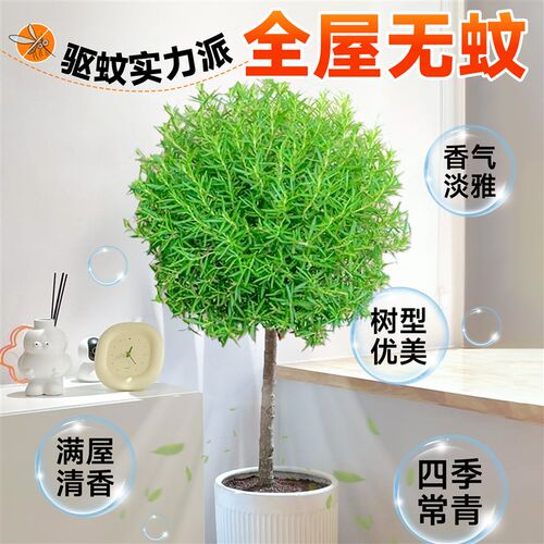 迷迭香棒棒糖盆栽牛排用迷失驱蚊植物可食用香草薄荷室内客厅绿植