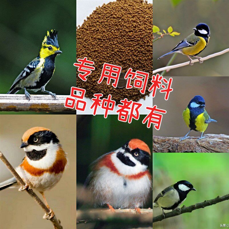 山雀鸟食鸟粮饲料银喉长尾绿背黄腹贝子大山雀黄颊红子煤沼泽山雀