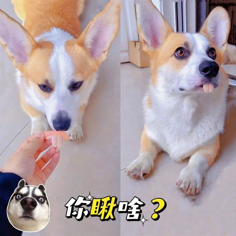 宠物柯基狗狗假牙玩具搞笑大门牙龅牙恶搞狗子土拨鼠兔子整蛊牙套