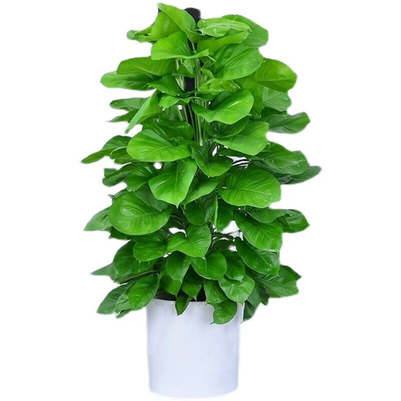 大叶绿萝柱盆栽室内大型植物绿箩客厅吸甲醛绿植好养花卉绿萝柱大