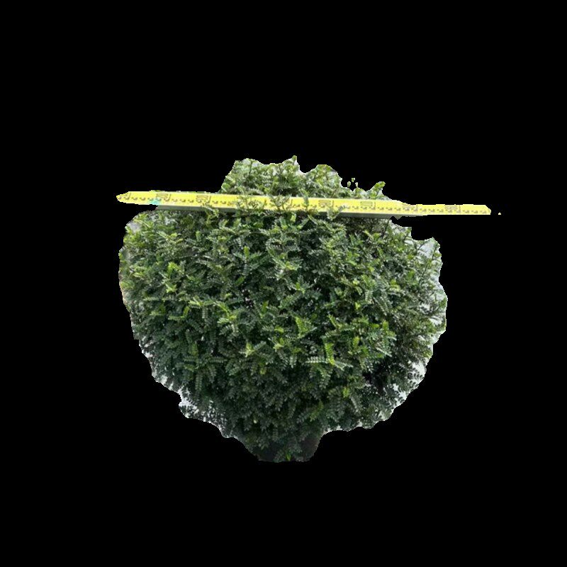 驱蚊清香木球盆栽绿植懒人室内四季常青花园庭院阳台别墅造景植物