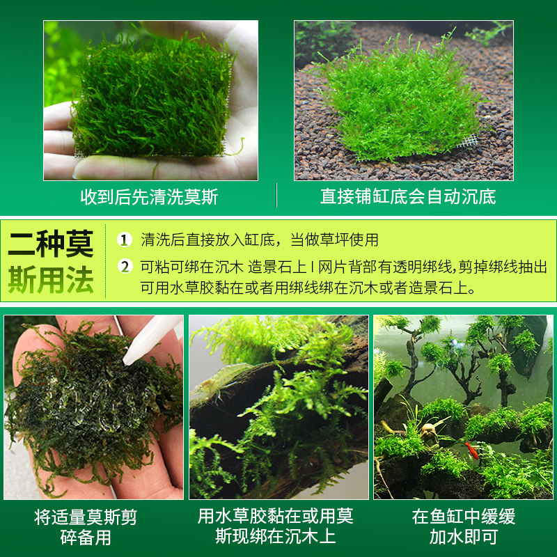 莫斯水草鱼缸植物垂泪片大三角珊水草