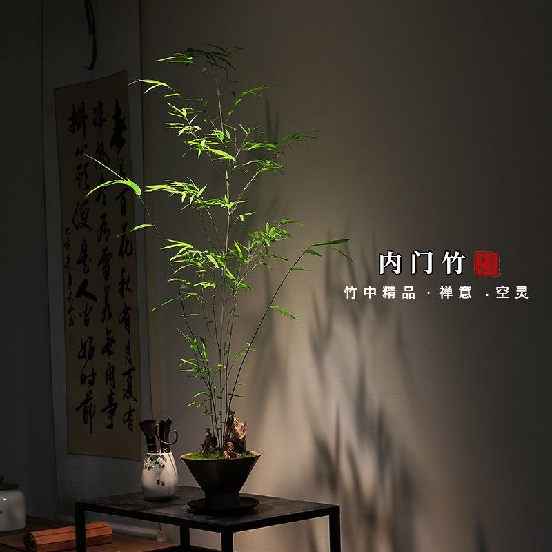 正宗内门竹禅意盆景高端茶室植物室内绿植桌面摆件好养竹子盆栽