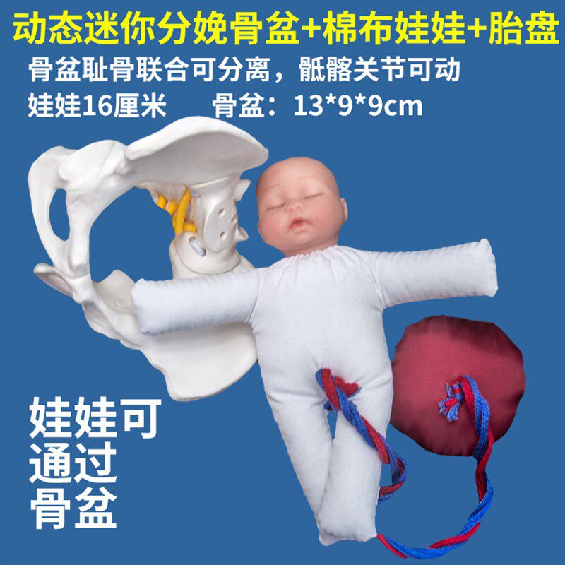 分娩示教骨盆模型含娃娃模型 动态骨盆耻骨联合骶髂关节可分离