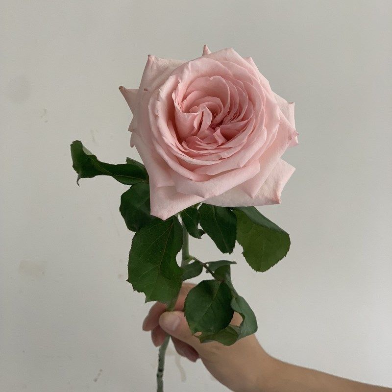 云南荔枝玫瑰鲜花白色粉色玫瑰 香味浓郁家庭插花鲜花速递3把包邮
