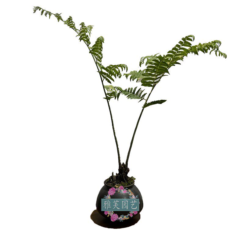 网红蕨一叶蕨室内耐阴软装植物花卉茶几书房软装盆景喜阴喜水