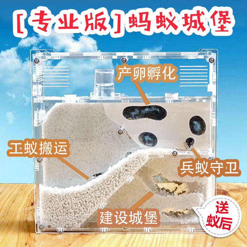 能繁殖的蚂蚁工坊 蚂蚁城堡 宠物蚂蚁庄园蚂蚁沙堡沙巢蚂蚁部落