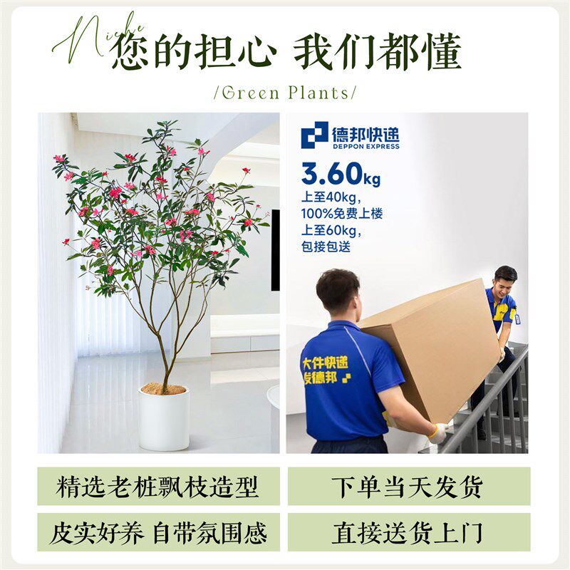 琴叶珊瑚盆栽客厅大花盆办公室内好养落地式大型绿植四季常青植物
