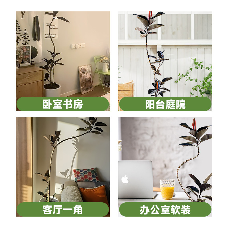 造型橡皮树黑金刚室内大型植物盆栽办公室内客厅四季绿植净化空气