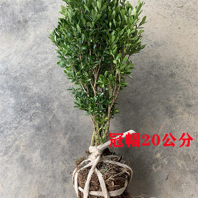 独杆雀舌黄杨球庭院造型匙叶盆景桩绿植黄杨树常青瓜子小叶黄杨苗