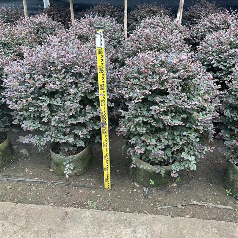 红继木大盆栽户外庭院室外暴晒大绿植红石楠好养园林工程绿化树苗