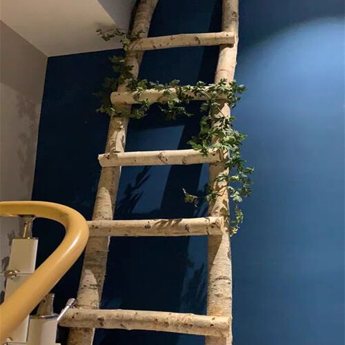 子欧白桦木树饰艺术装干白桦树装饰梯子原木梯北摆件卧室影楼拍摄