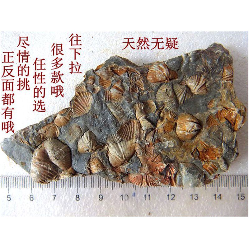 标聚共生彩色石燕9化石摆放石材动物怀旧海洋古生物科普群本贝999